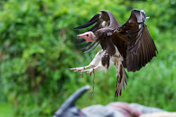 flight birds jurong bird park photograph