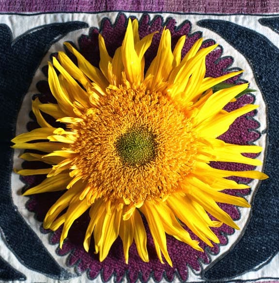 Getting stitched on the farm sunflower closeups on embroidered fabrics Getting stitched on the farm sunflower closeups on embroidered fabrics