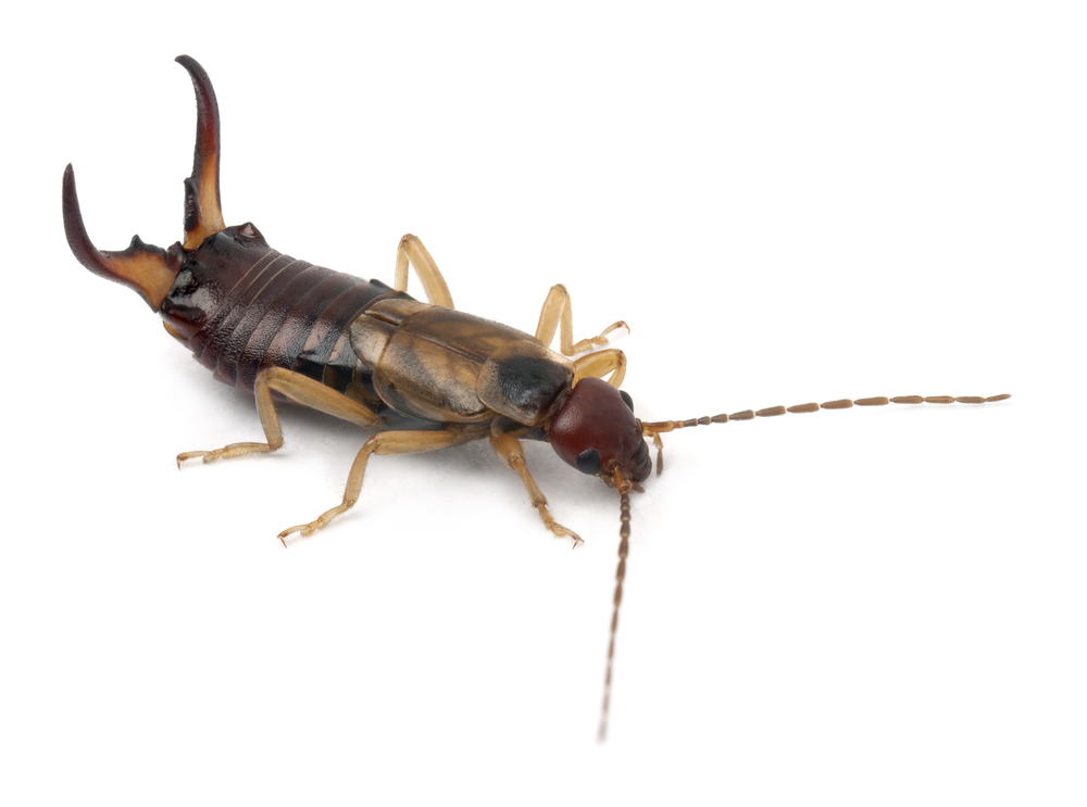 Earwigs Vs Silverfish Do You Know The Difference