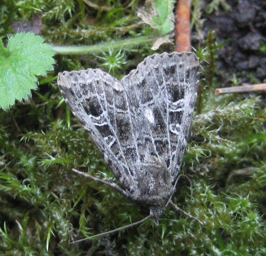 Martin's Moths Hiding in the grass