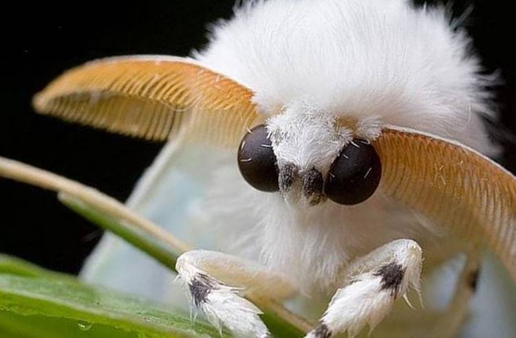 fluffy moth
