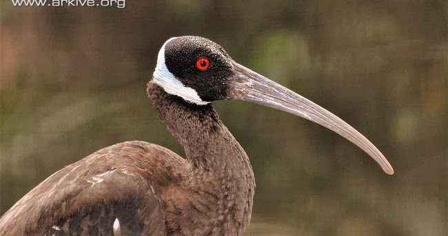 Mohammad Wandi Ibis Karau Terancam Punah