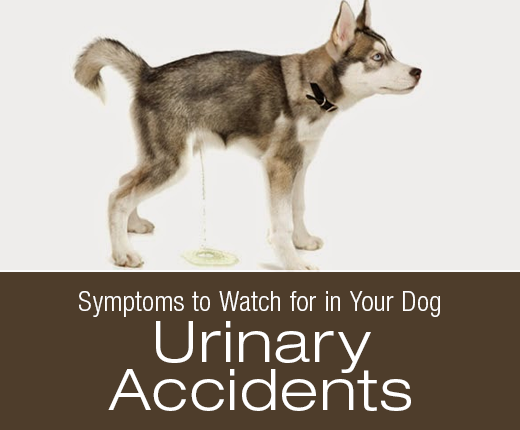 Symptoms to Watch for in Your Dog: Changes in Urination/Urinary Accidents