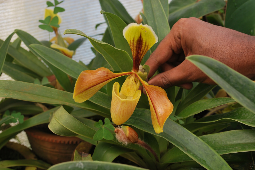 Paphiopedilum villosum orchid plant care and culture | Travaldo&rsquo;s blog