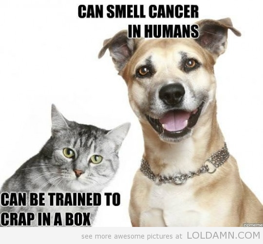 Funny Pictures Funny Facebook Photos Funny Jokes: Funny Cats vs Dogs 