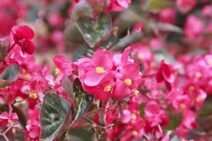 Manfaat Dan Khasiat Tanaman Begonia (Begonia Popenoci Standley)