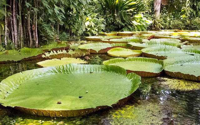 Vitória Régia - Maior planta aquática do mundo