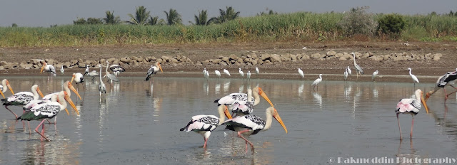 Migrated bird watching at Bhigwan kumbargaon - Simply amazing experience