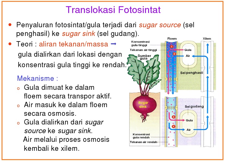 Young Scientist Generation Materi Transport Tumbuhan