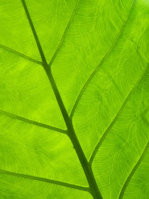 Philodendron leaf underside at Allan Gardens Conservatory by garden muses-not another Toronto gardening blog