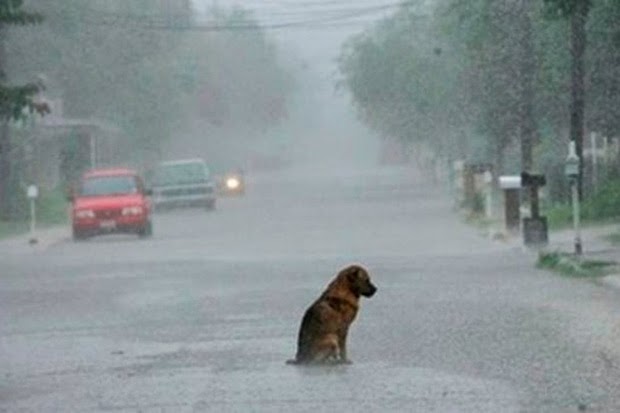 Fauna Urbana Villa María: Ocho cosas que puedes hacer por los perros