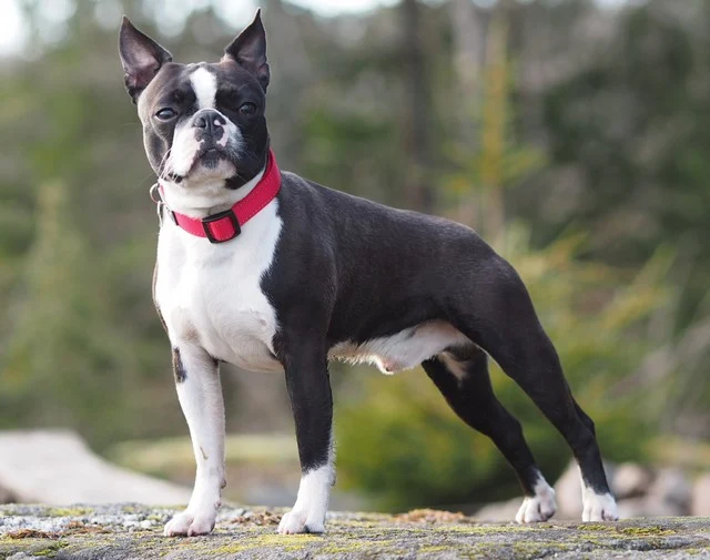 Boston Terrier - Very Robust, Strong and Resistant Dog