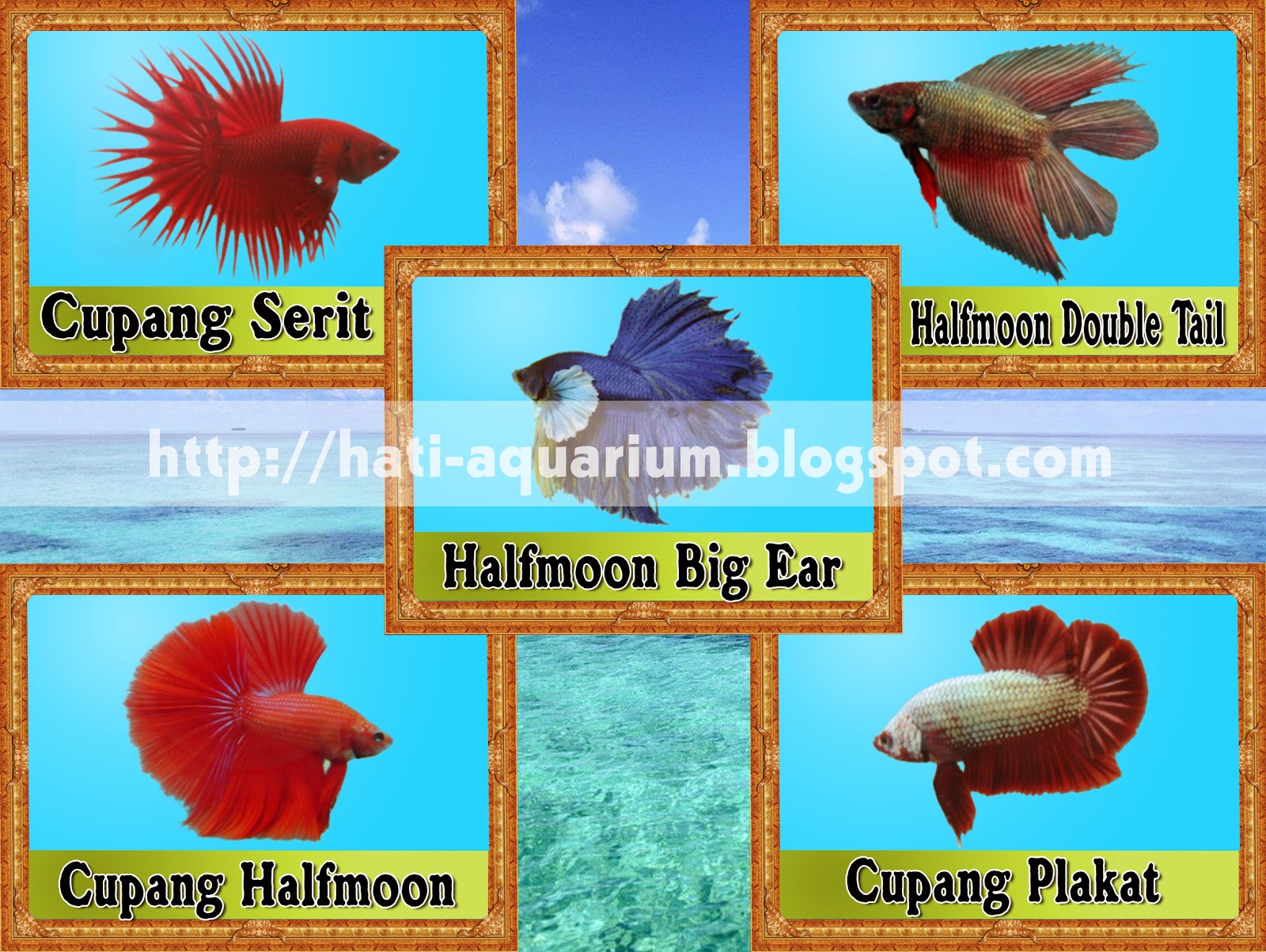 Jenis Jenis Ikan Cupang Beserta Nama Latinnya Terbaru