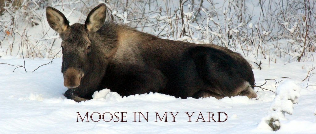 Moose In My Yard