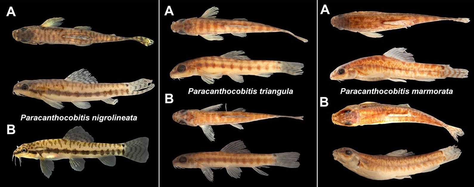 Species New to Science [Ichthyology • 2017] A Revision of