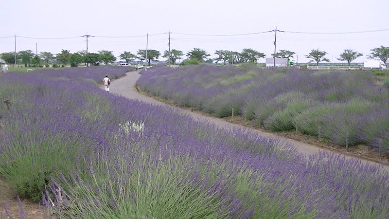 すごいぞ 埼玉 ラベンダーの名所 ラベンダー堤 久喜市