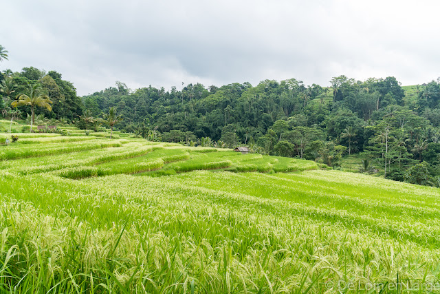 Rizières de Jatiluwih - Bali