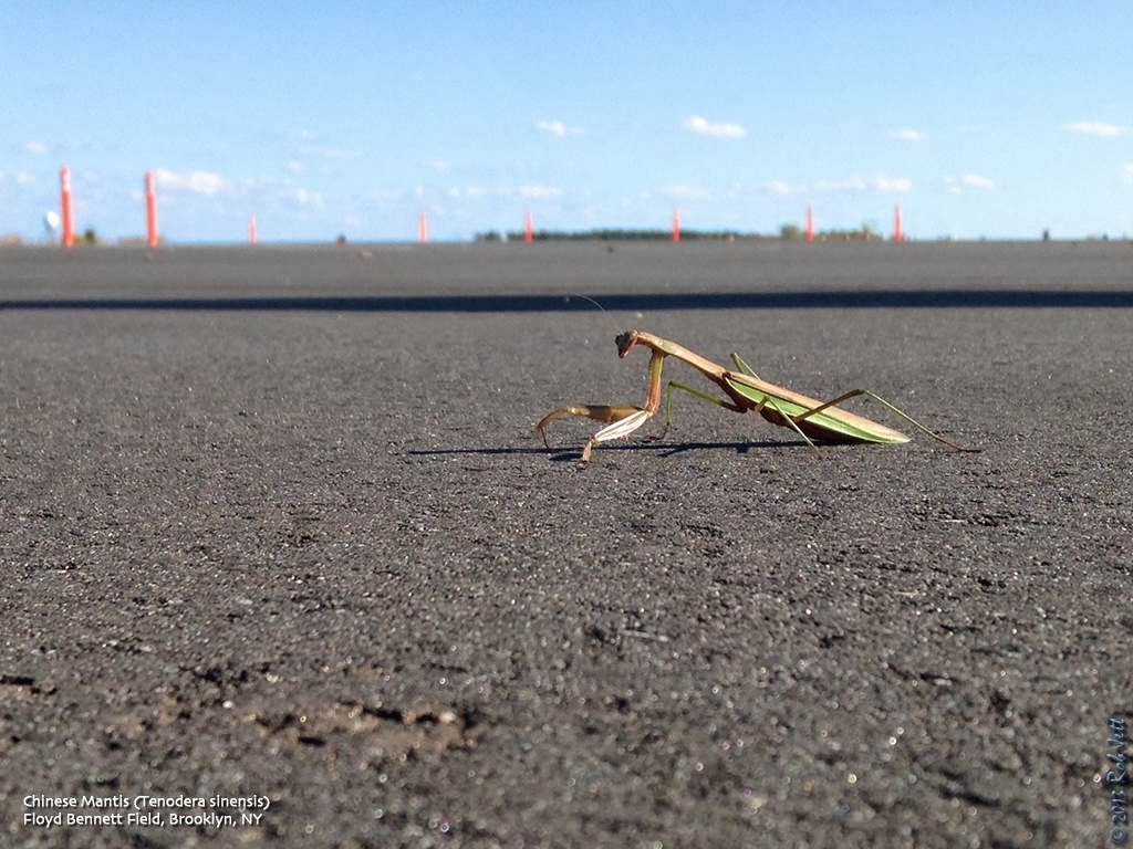 Native Mantis The City Birder: 11/01/2013 - 12/01/2013