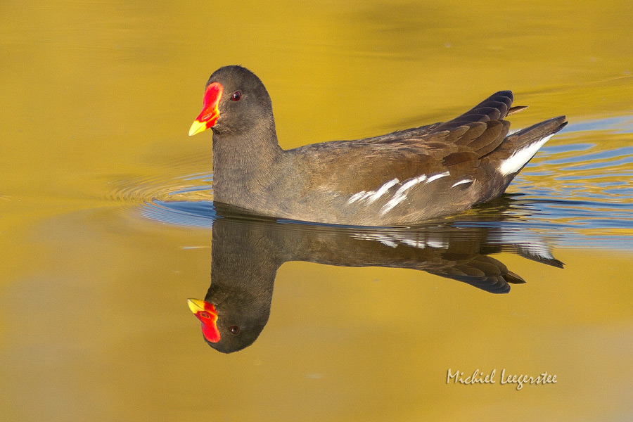 Belevingsfotografie: Meerkoet + Waterhoen (Rallen)