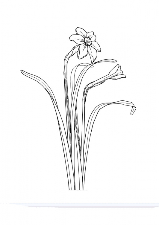 daffodil flower coloring pages - photo #35
