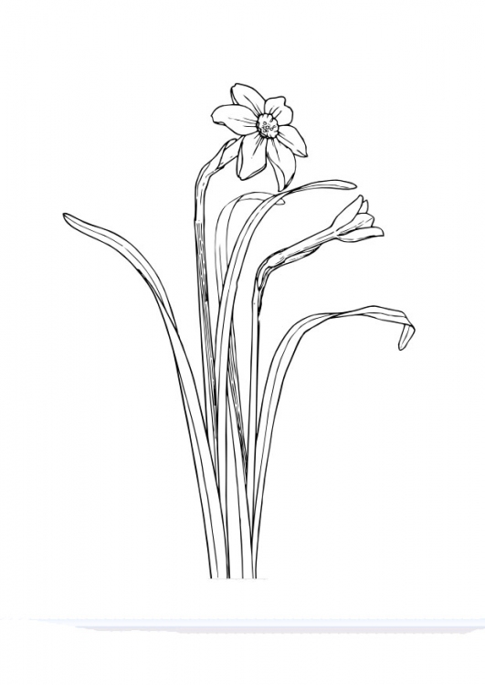 Daffodil Coloring Pages