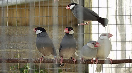 Kerala Pets Market: Finches Available For Sale