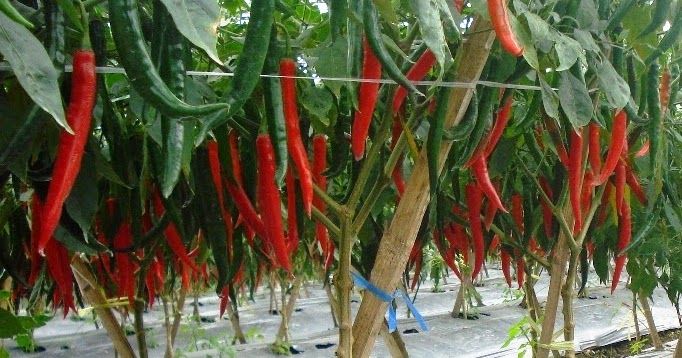 sheerballast budidaya cabai  merah dengan cara hidroponik