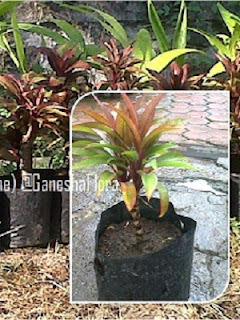 Andong / Hanjuang Andong / Hanjuang