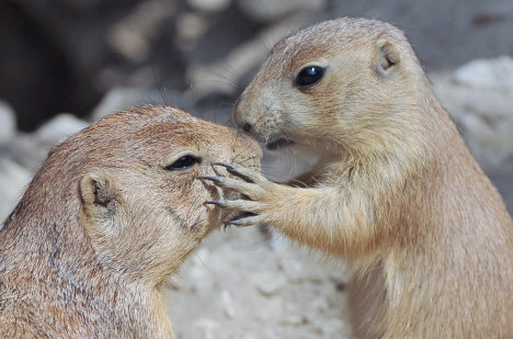 all about pets and pets feed: Adorable animals kissing