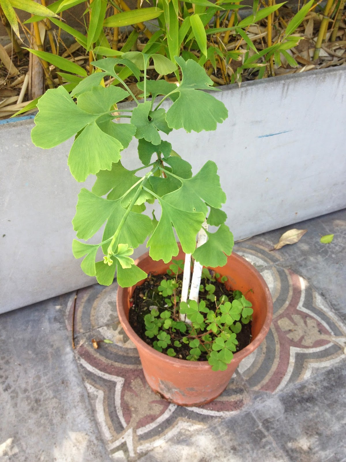 Temporada de pérgola / Deco Marce
