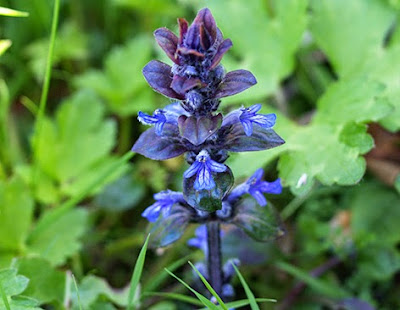 Búgula (Ajuga reptans) flor silvestre azul
