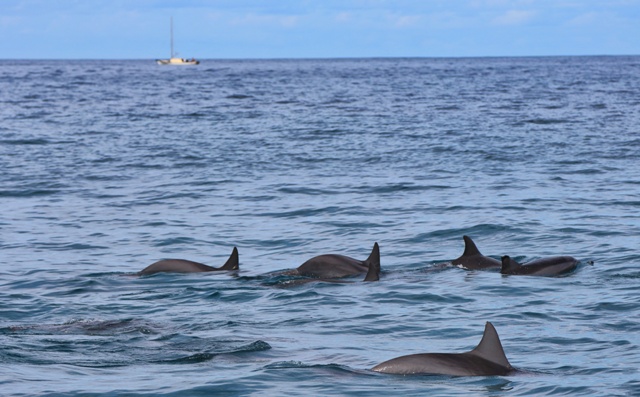 Nadar con delfines salvajes en Isla Mauricio