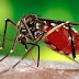 Zika Virüsü Nedir? Belirtileri Nelerdir? Tedavi Yöntemi