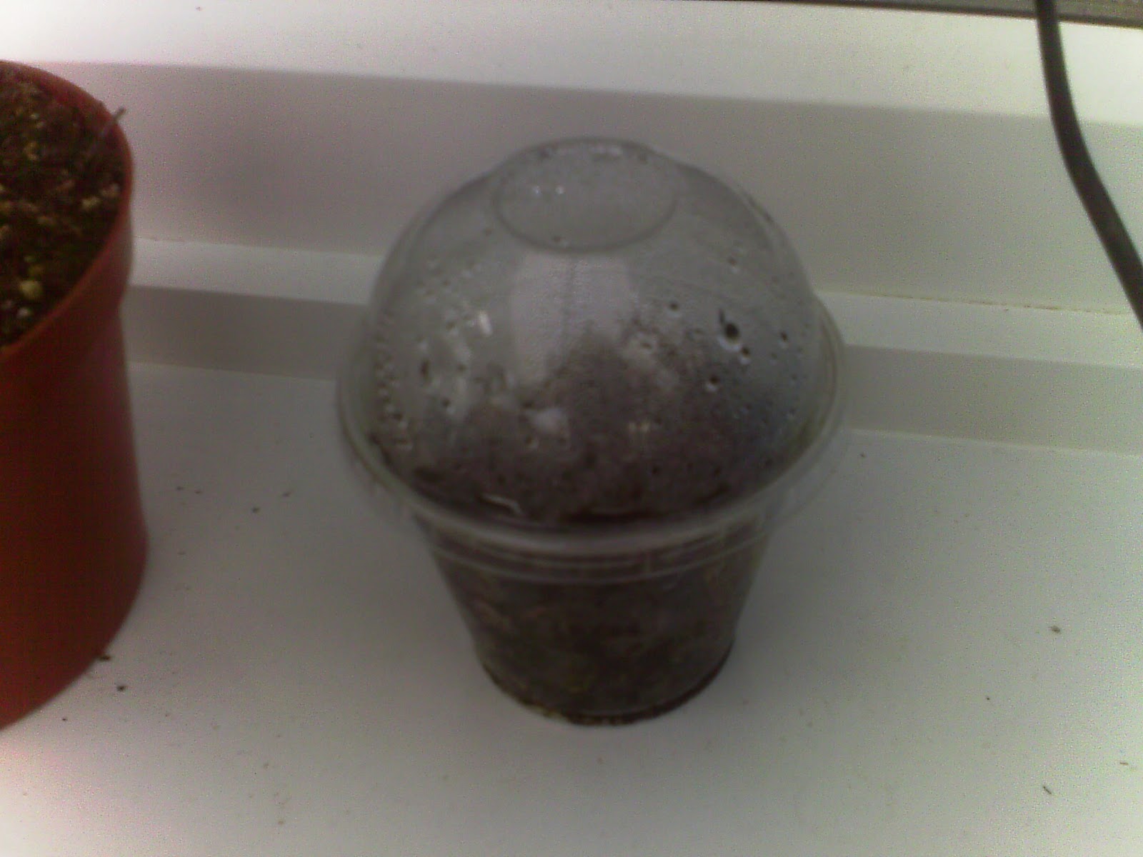 themushroom.co.uk Growing Khat TEK