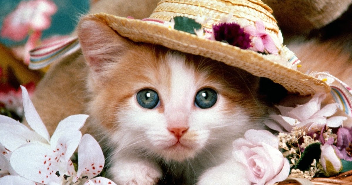 Beautiful Cats New Hd Wallpapers 2013 ~ All About HD Wallpapers