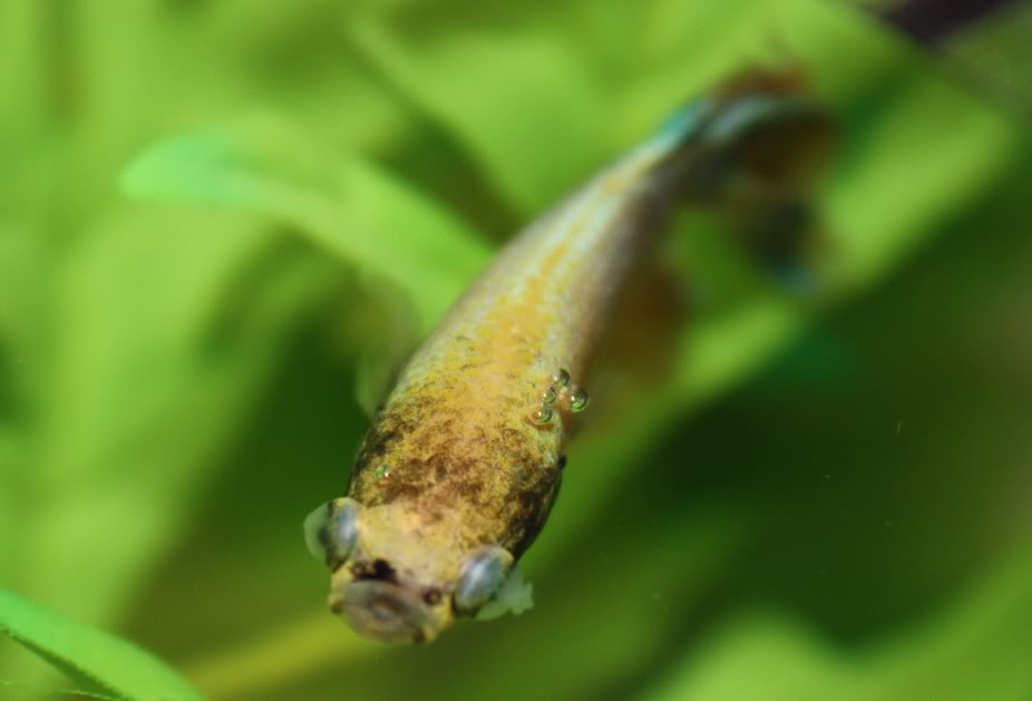 Common Betta Diseases with Symptom, Cause, Treatment and Prevention