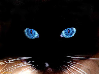 animal black cat face wallpaper
