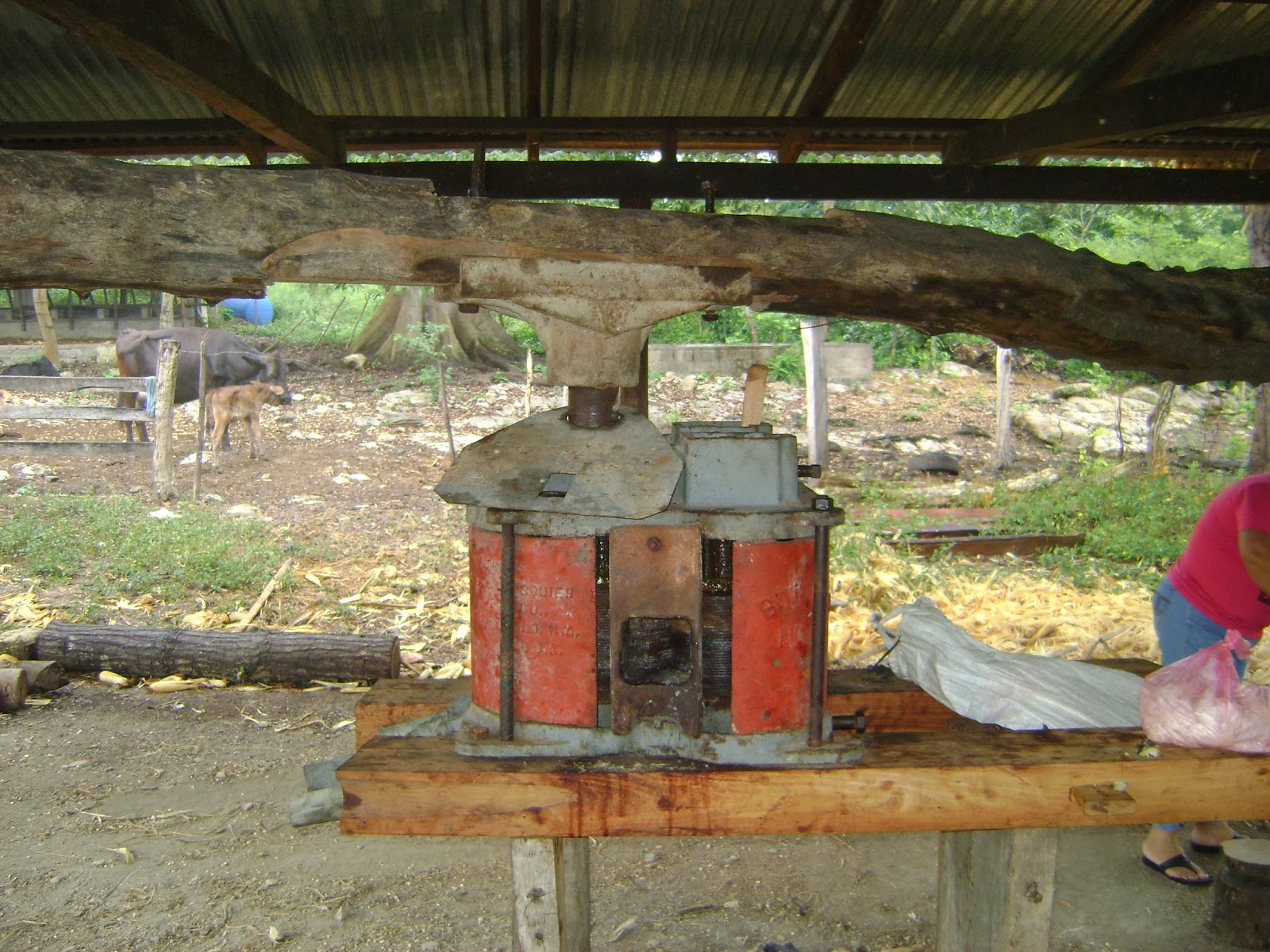 VICTORIA,YORO, HONDURAS. EL TRAPICHE