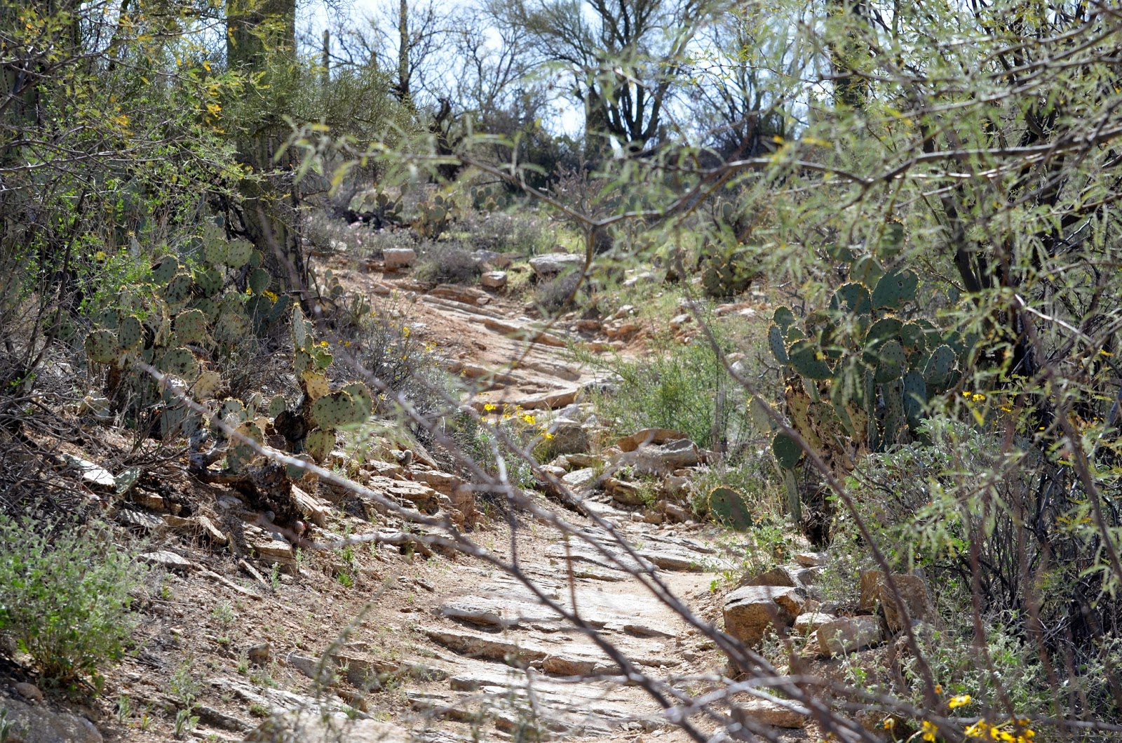 goodtimesrollin Blackett's Ridge Trail