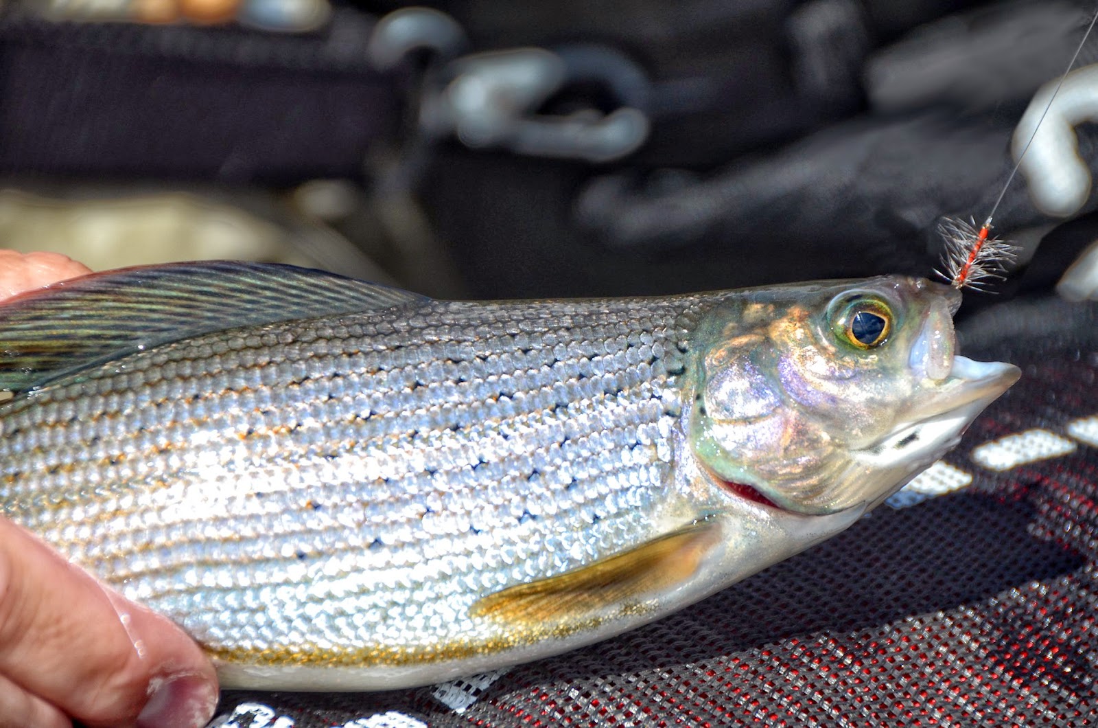 Orange Asher Midge of Mystery Fly Fish Food