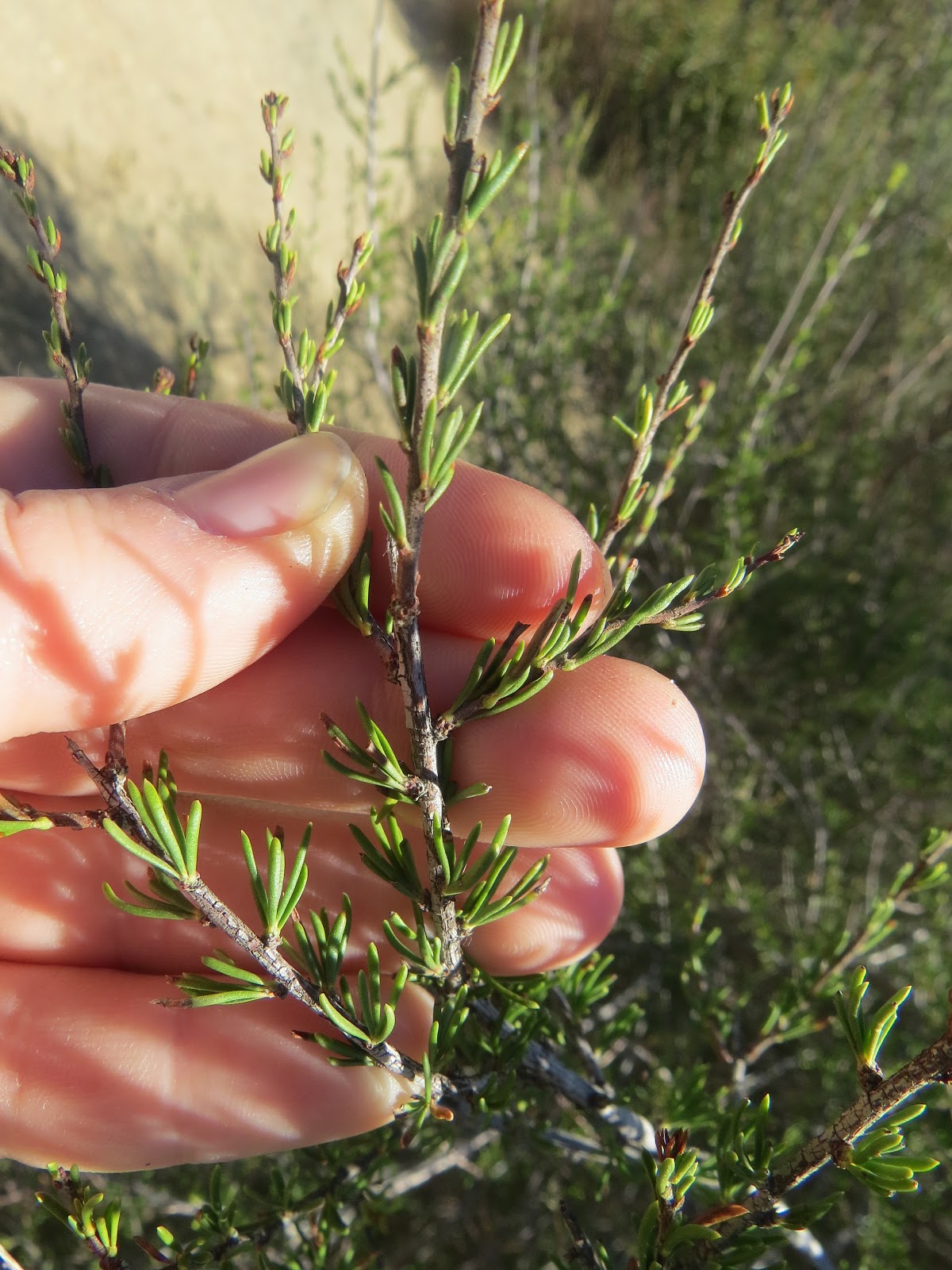 Spanish Broom Trees That Please Nursery