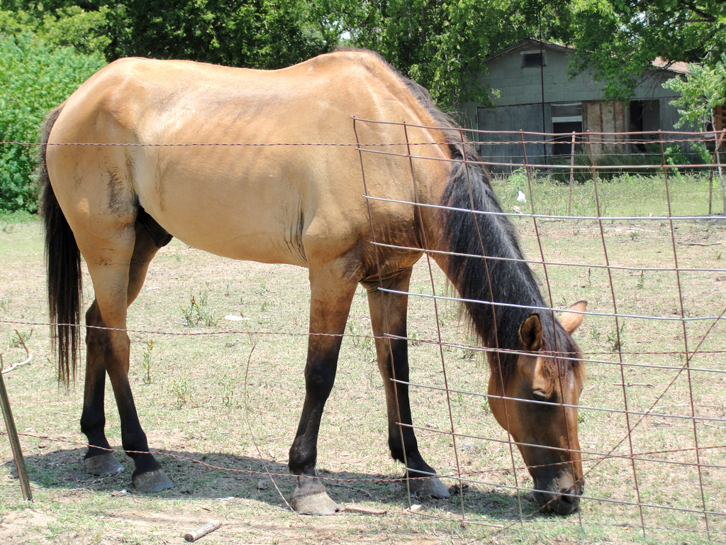 Little Lovables Horses are our Friends