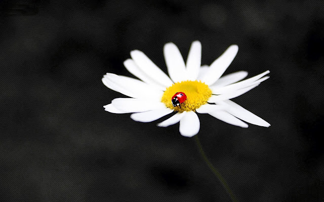 Wallpaper with a ladybug walking on a white flower on a dark black background