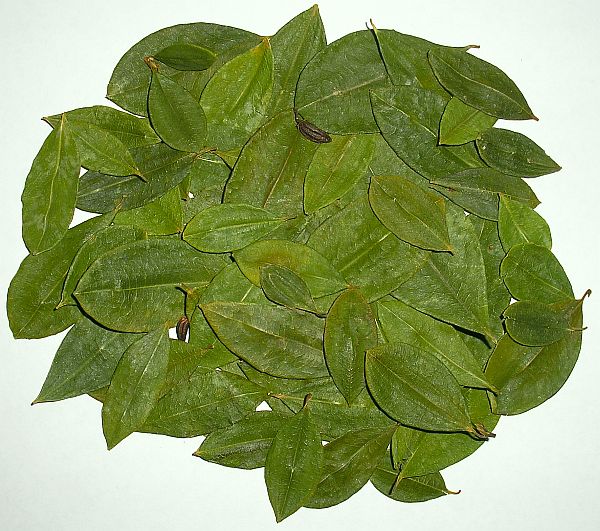 Buy Coca Tea Bags Leaves Powder Coca Leaves buy-coca-tea-bags-leaves-powder-coca-leaves