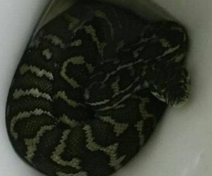 Cobra se esconde em vaso sanitário e pica mulher na bunda