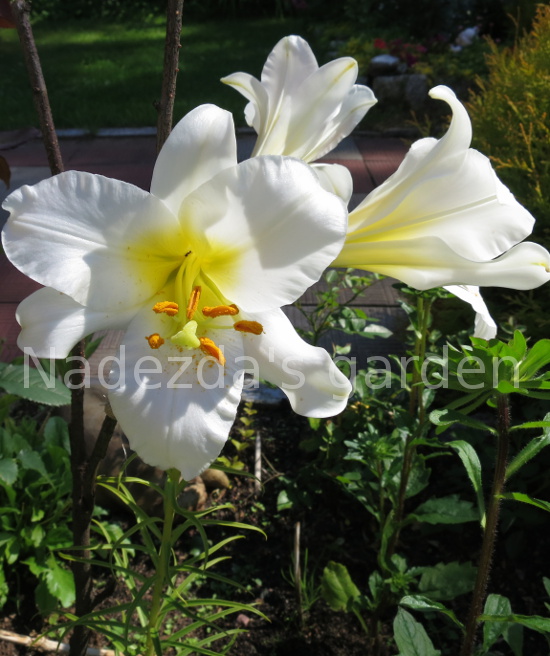 Nadezda's My Home and Garden: Лилия азиатская