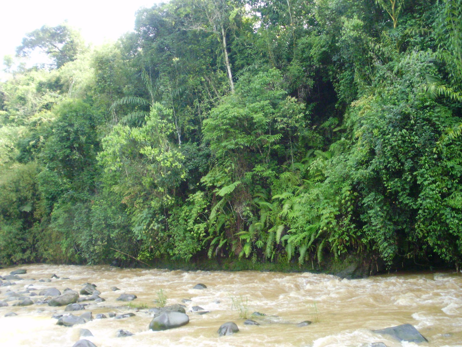 Hutan Larangan Kampung Naga - Homecare24