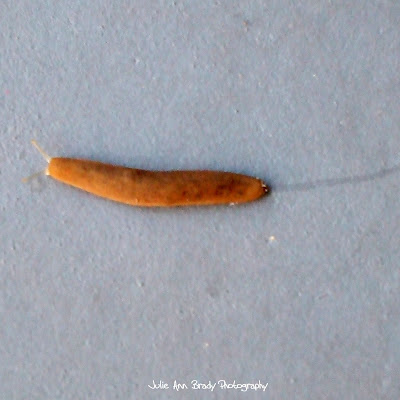 Florida Leatherleaf Slug Florida Leatherleaf Slug