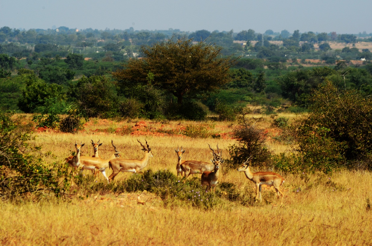 Jayamangali Blackbuck Reserve