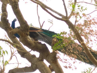 Peacock sitting on a tree at Sanganer dadabadi sanctuary Peacock sitting on a tree at Sanganer dadabadi sanctuary